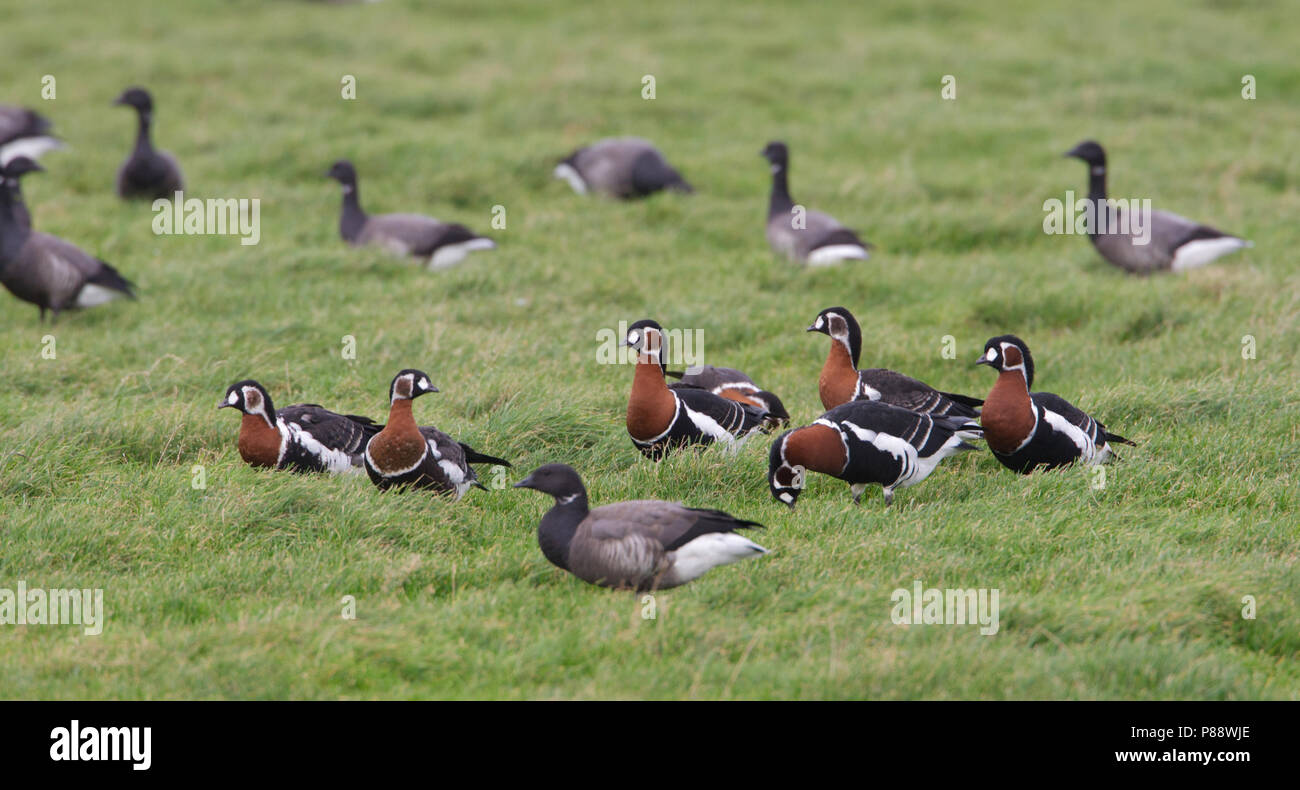 Red-breasted Goose, Roodhalsgans, Branta ruficollis Stock Photo