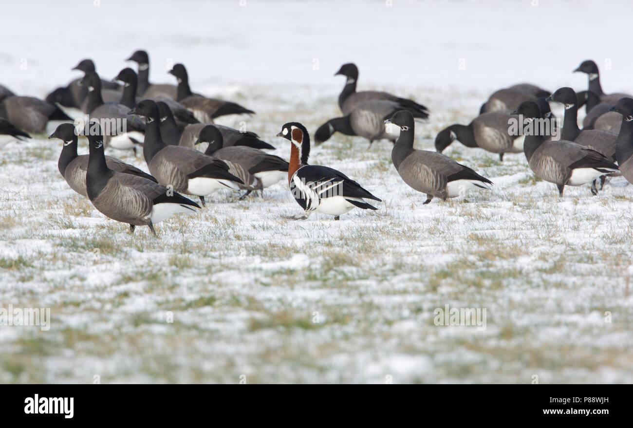 Red-breasted Goose, Roodhalsgans, Branta ruficollis Stock Photo