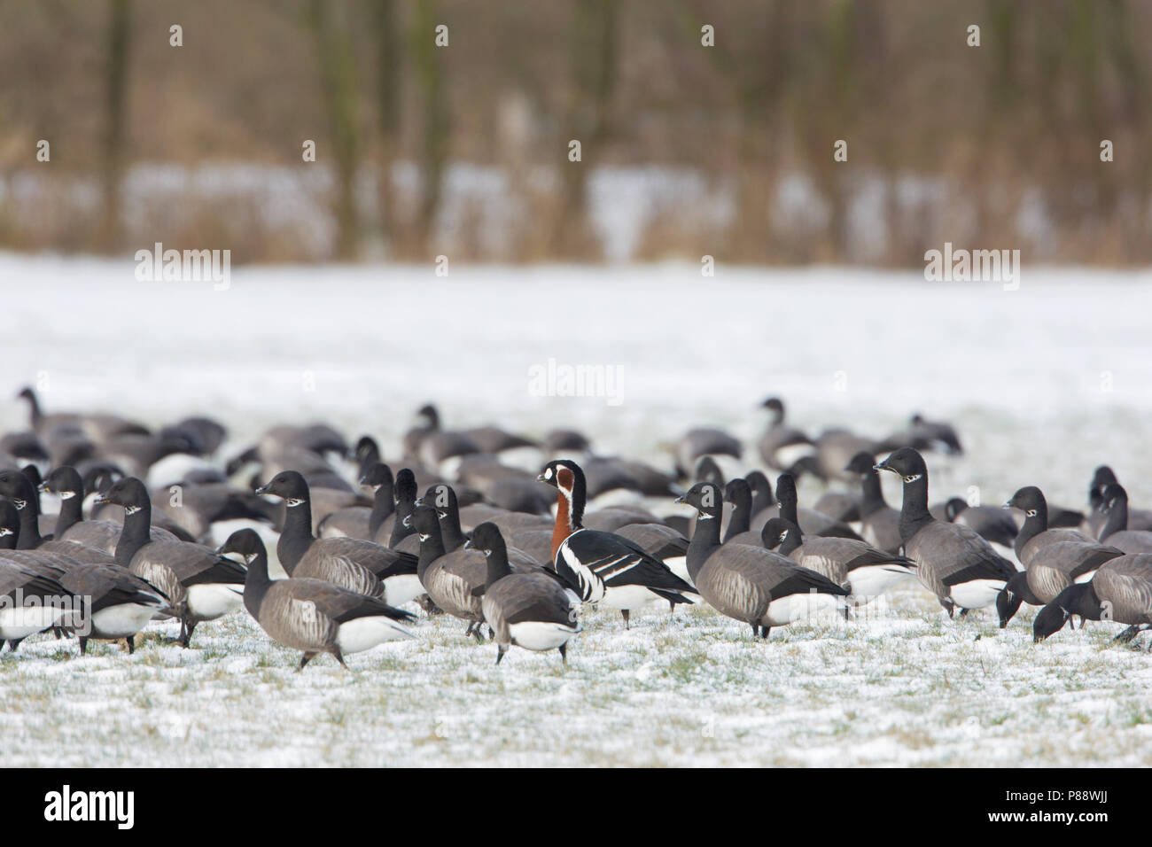 Red-breasted Goose, Roodhalsgans, Branta ruficollis Stock Photo