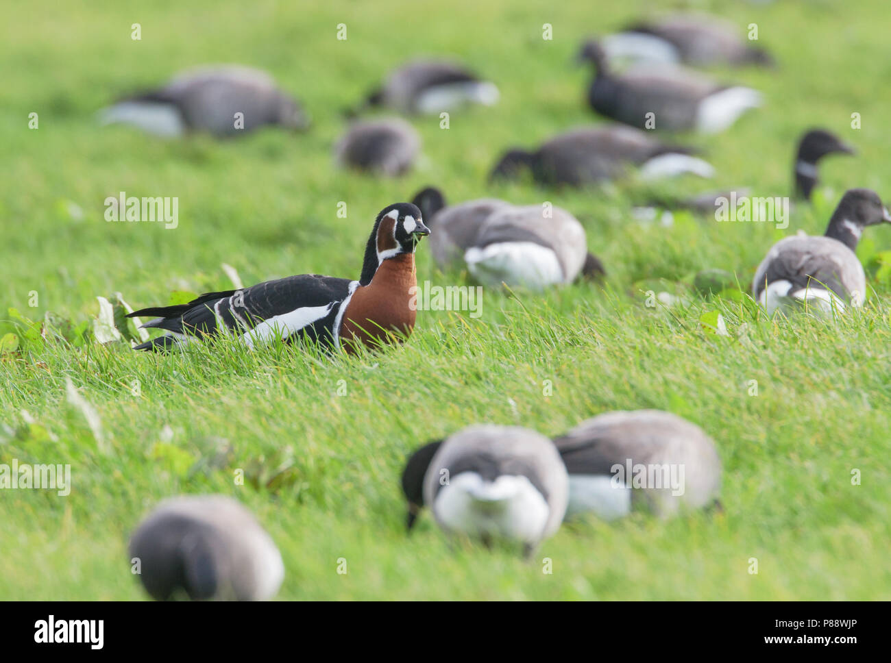 Red-breasted Goose, Roodhalsgans, Branta ruficollis Stock Photo