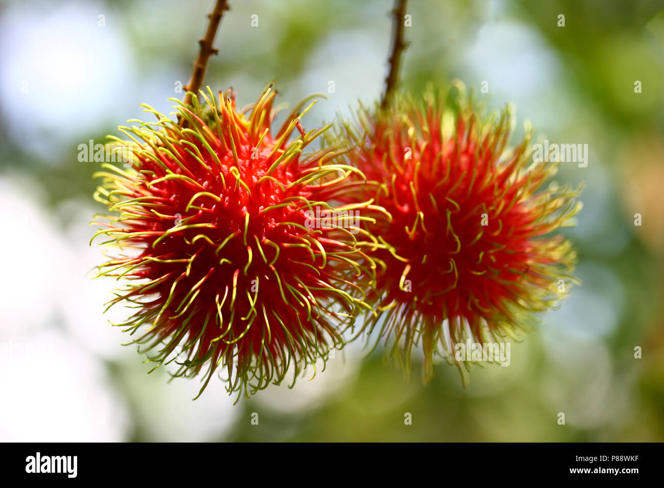 Rambutan on tree hi-res stock photography and images - Alamy