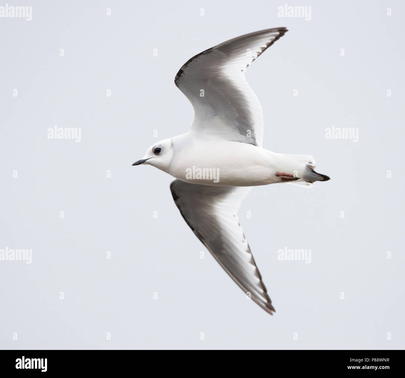 Ross's Gull (Rhodostethia rosea) first-winter bird in the harbour of Vlissingen. Rare vagrant to Western Europe. Stock Photo