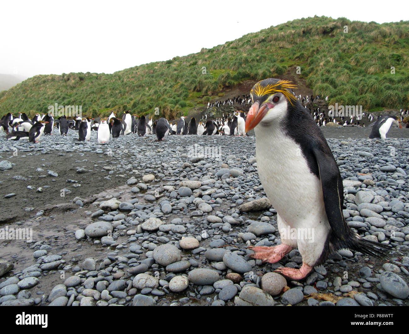 Royal Penguin on Macquarie Island, Australia. Stock Photo