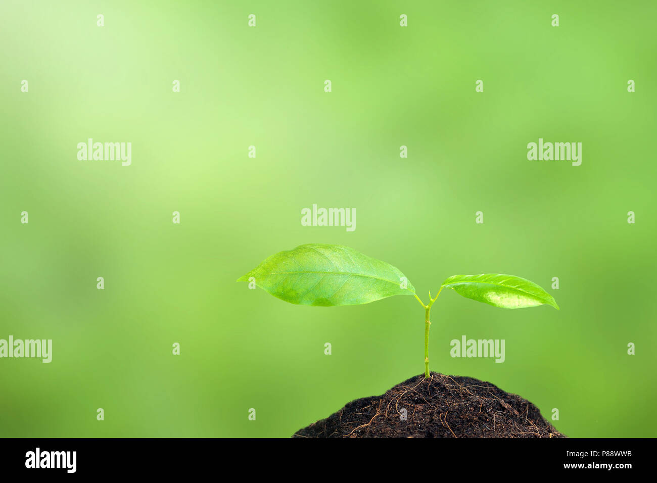 Small plant on pile of soil Stock Photo - Alamy