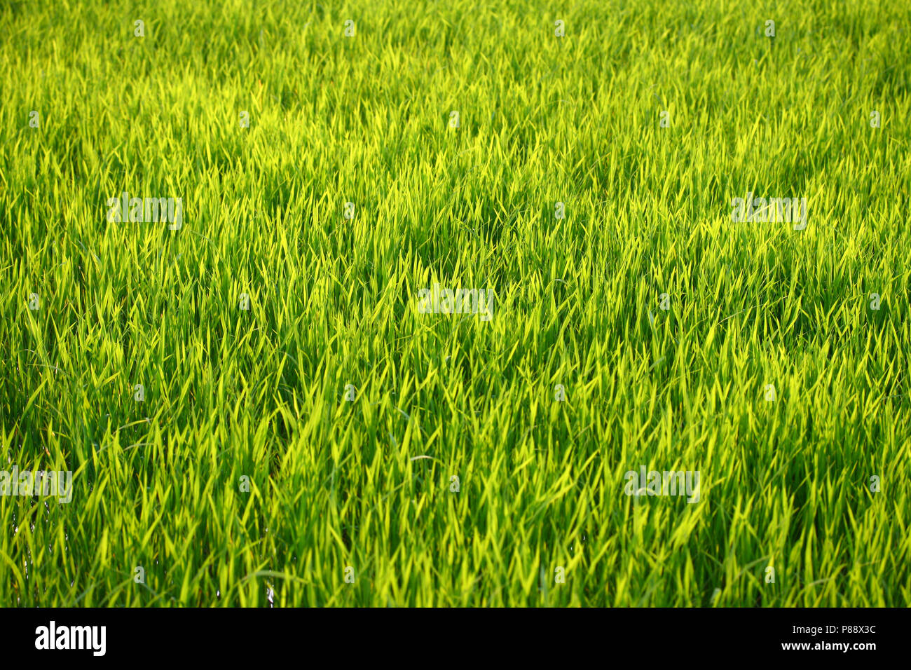 green grass background on summer Stock Photo - Alamy