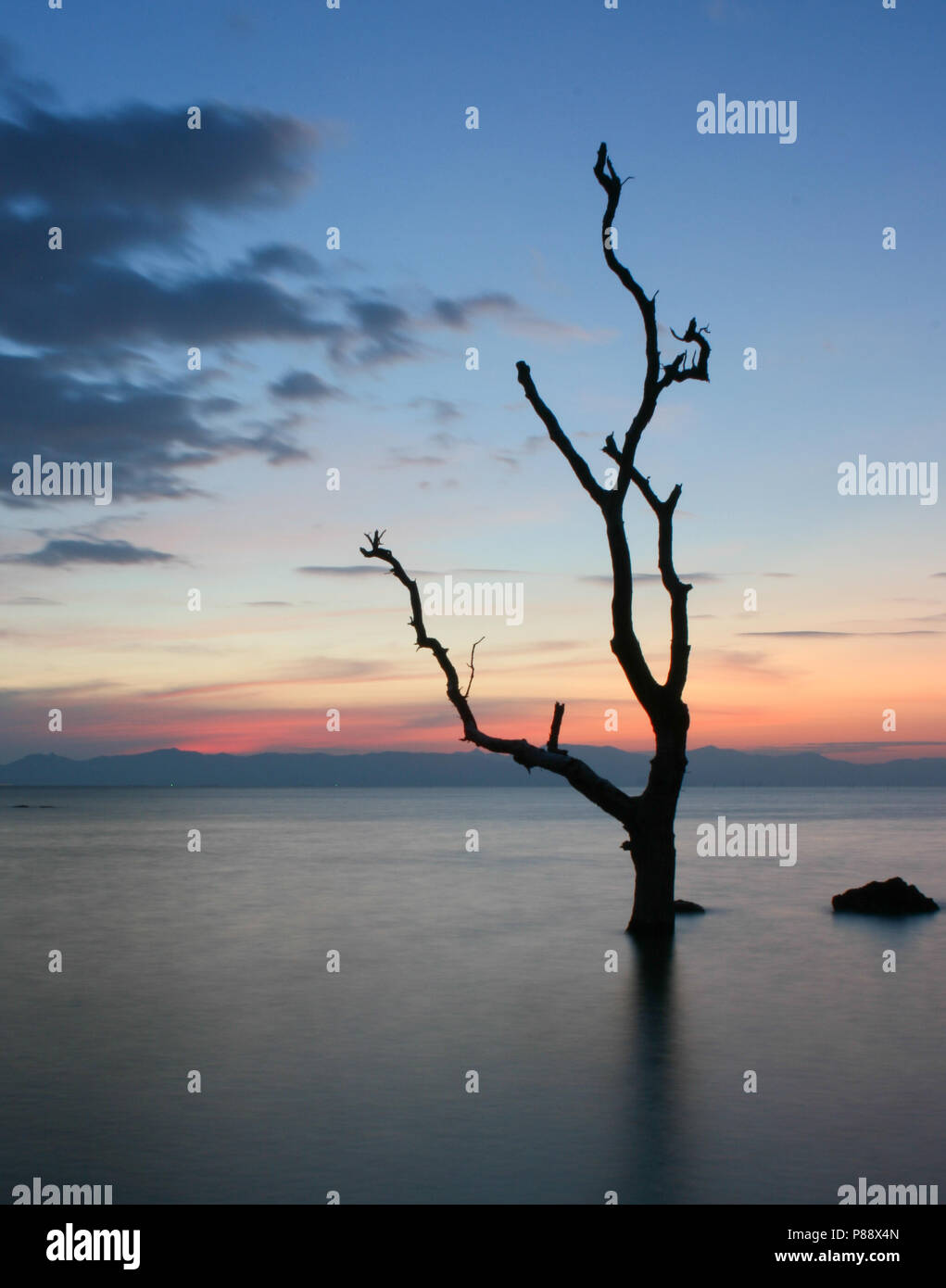Silhouetted tree with colorful clouds sky at sunset Stock Photo - Alamy