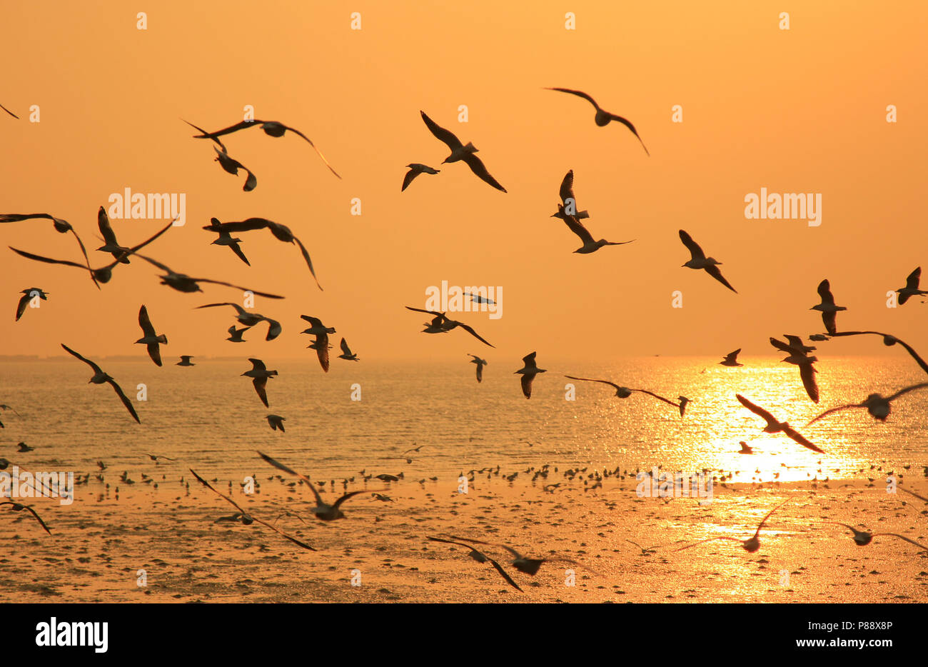 Flying birds vector hi-res stock photography and images - Alamy