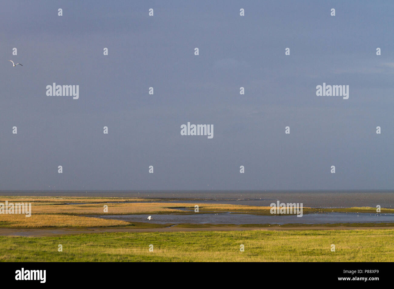 Landschap Texel; Landscape Texel, Netherlands Stock Photo