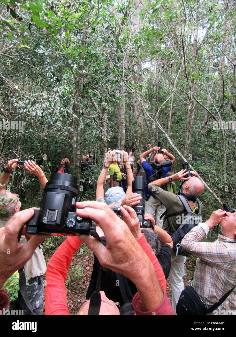 Birding tour groups photographing Sifaka's in Madagascar Stock Photo