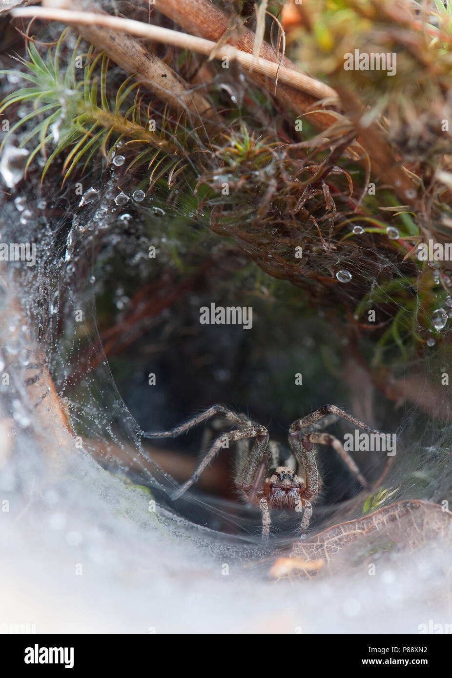 Trechterspin; Grass Spider; Agelenopsis sp Stock Photo