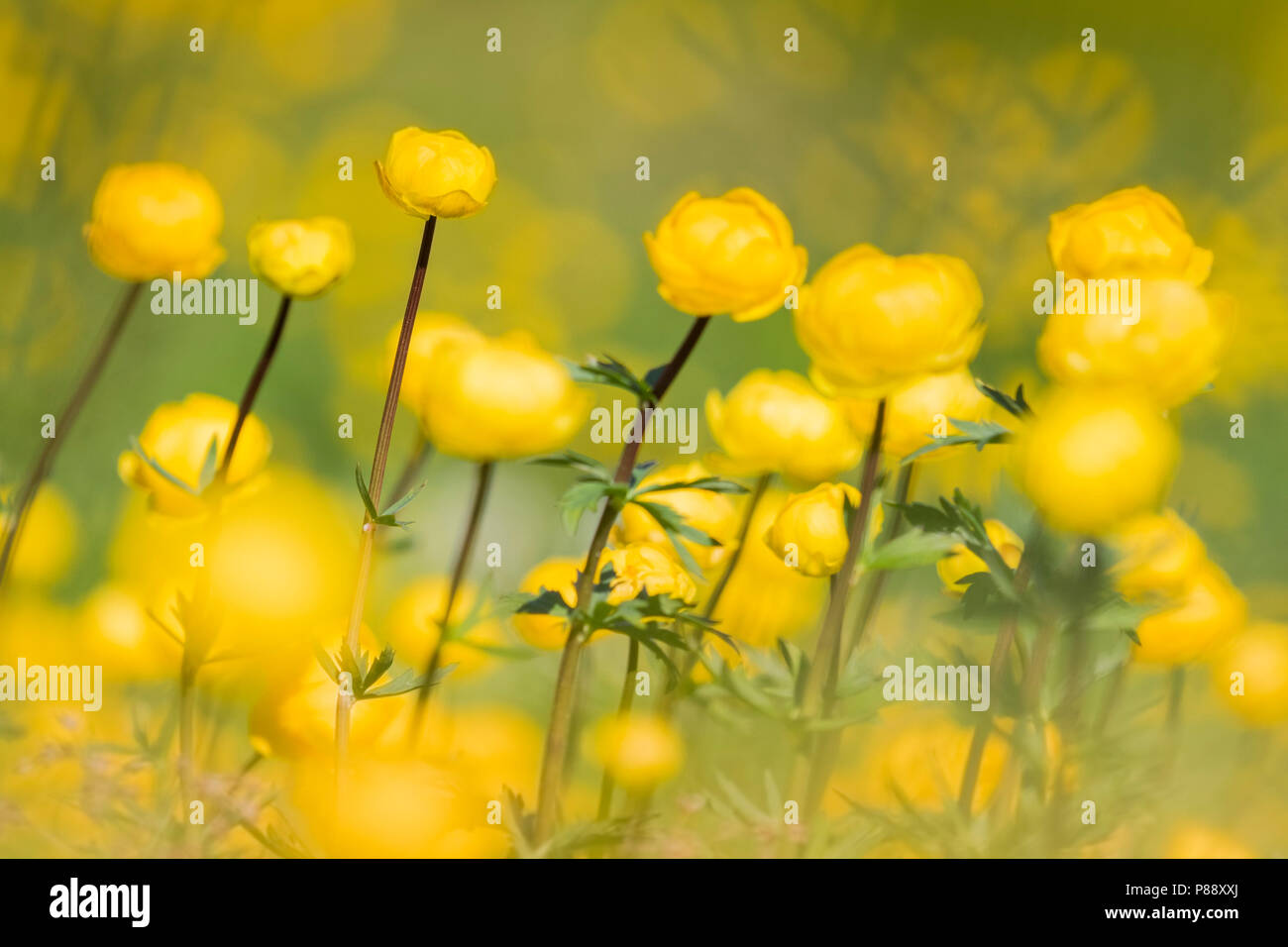 Trollius, Globeflower Stock Photo