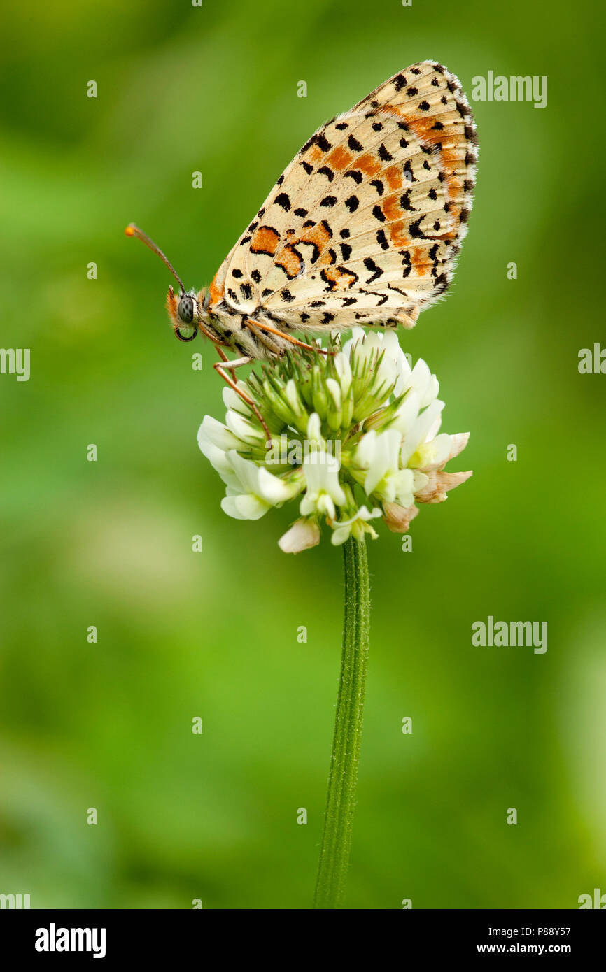 Tweekleurige parelmoervlinder / Spotted Fritillary (Melitaea didyma) Stock Photo