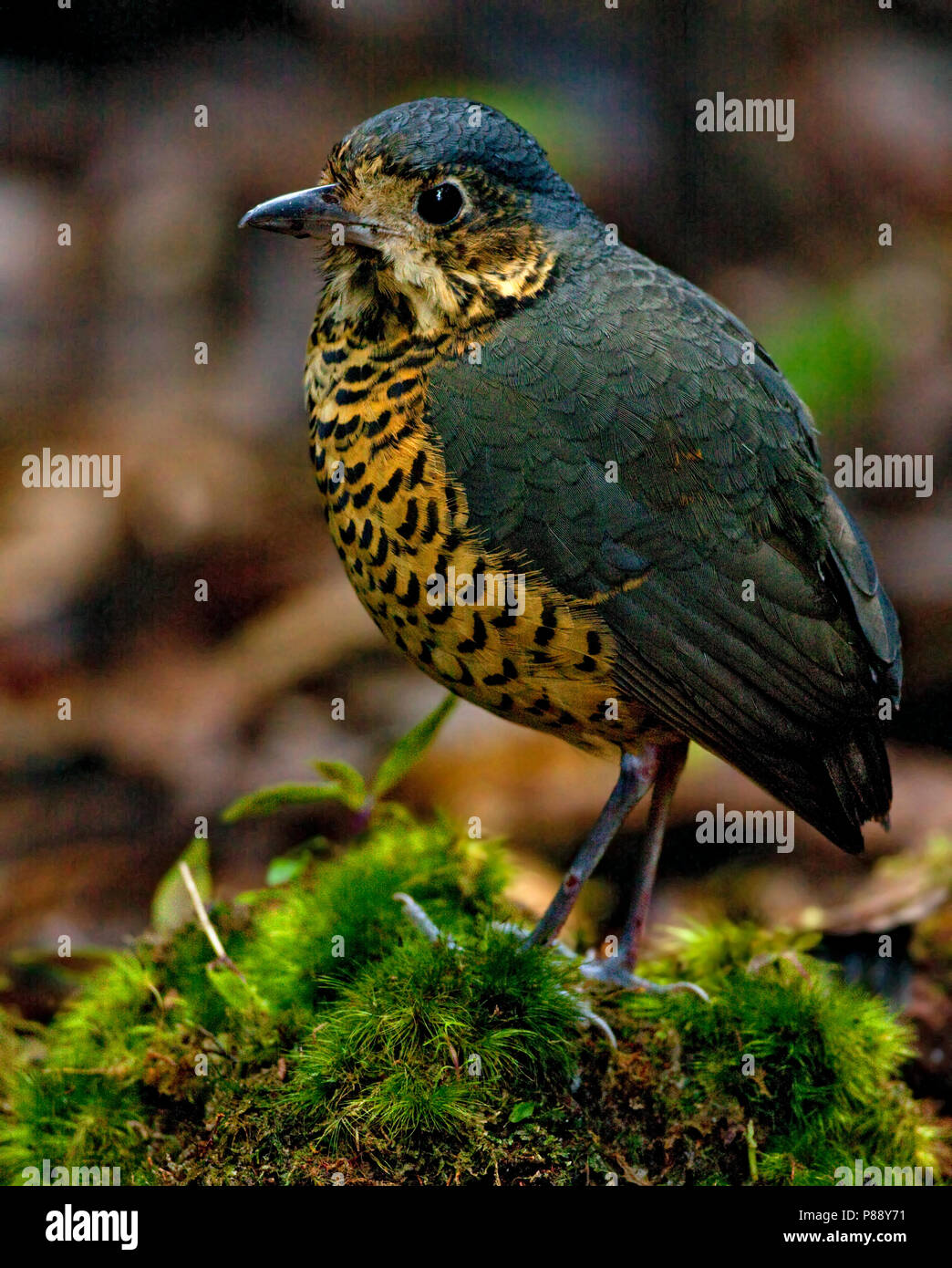 Undulated Antpitta (Grallaria squamigera) a species often associated with Chusquea bamboo thickets. Stock Photo
