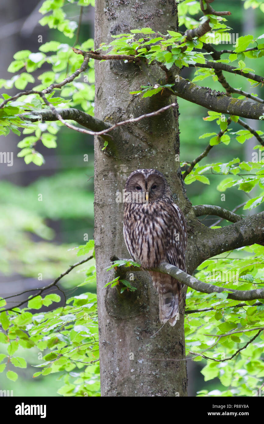Ural Owl - Habichtskauz - Strix uralensis macroura, Germany, adult Stock Photo