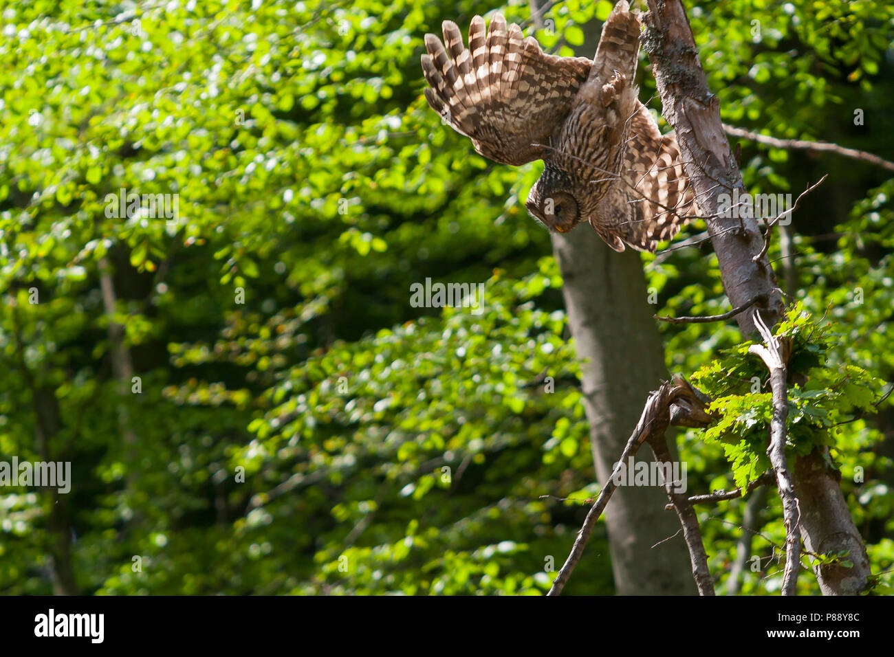 Ural Owl - Habichtskauz - Strix uralensis macroura, Germany, adult Stock Photo