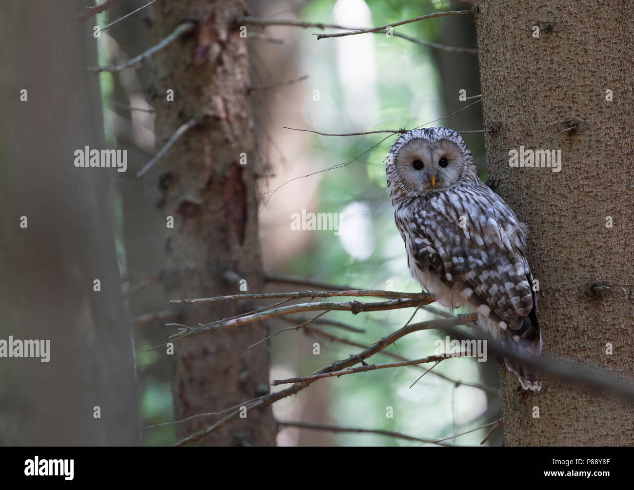 Ural Owl - Habichtskauz - Strix uralensis macroura, Germany, adult Stock Photo