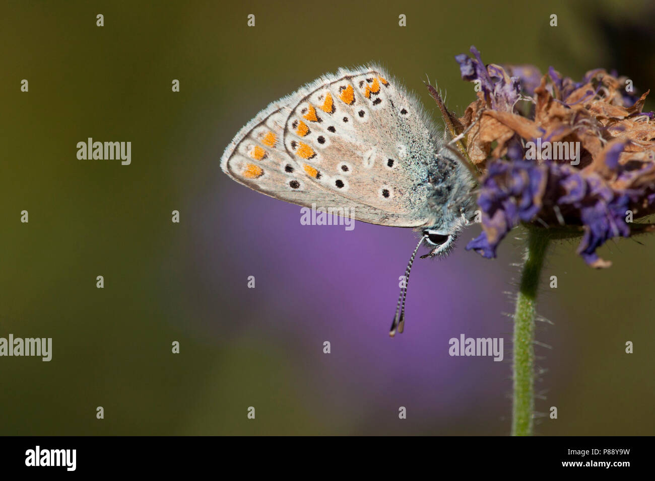 Vals bruin blauwtje / Mountain Argus (Aricia artaxerxes) Stock Photo