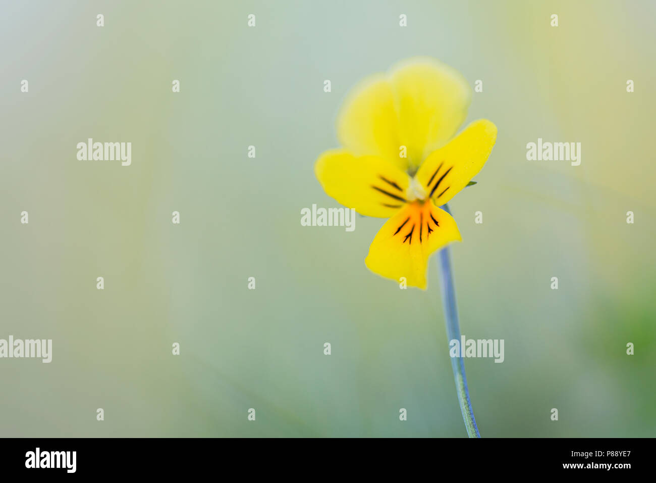 Detail van Zinkviooltje, Closeup of Mountain Pansy Stock Photo