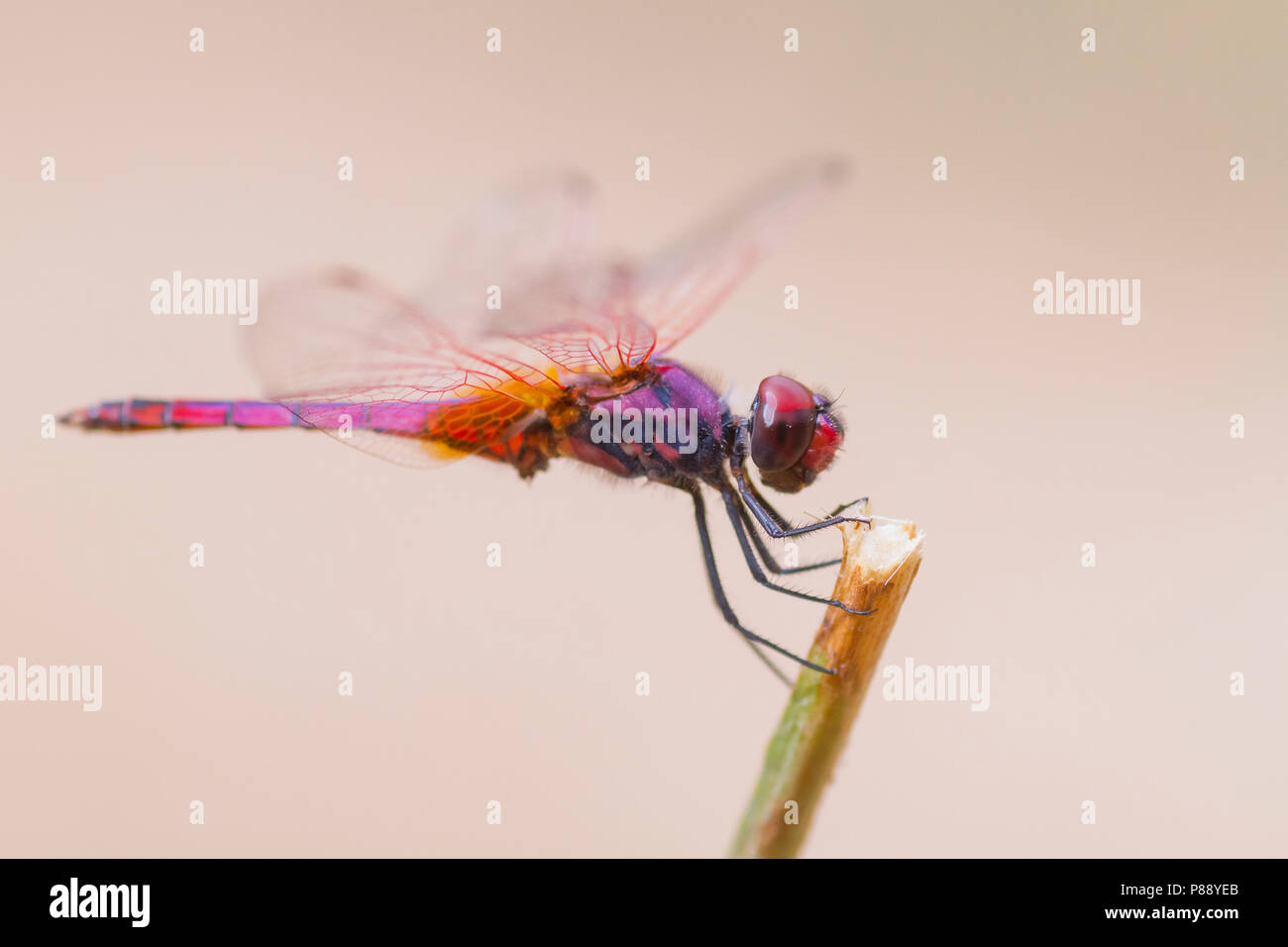 Violet dropwing dragonfly - Violetter Sonnenanzeiger - Trithemis annulata, Oman, imago Stock Photo