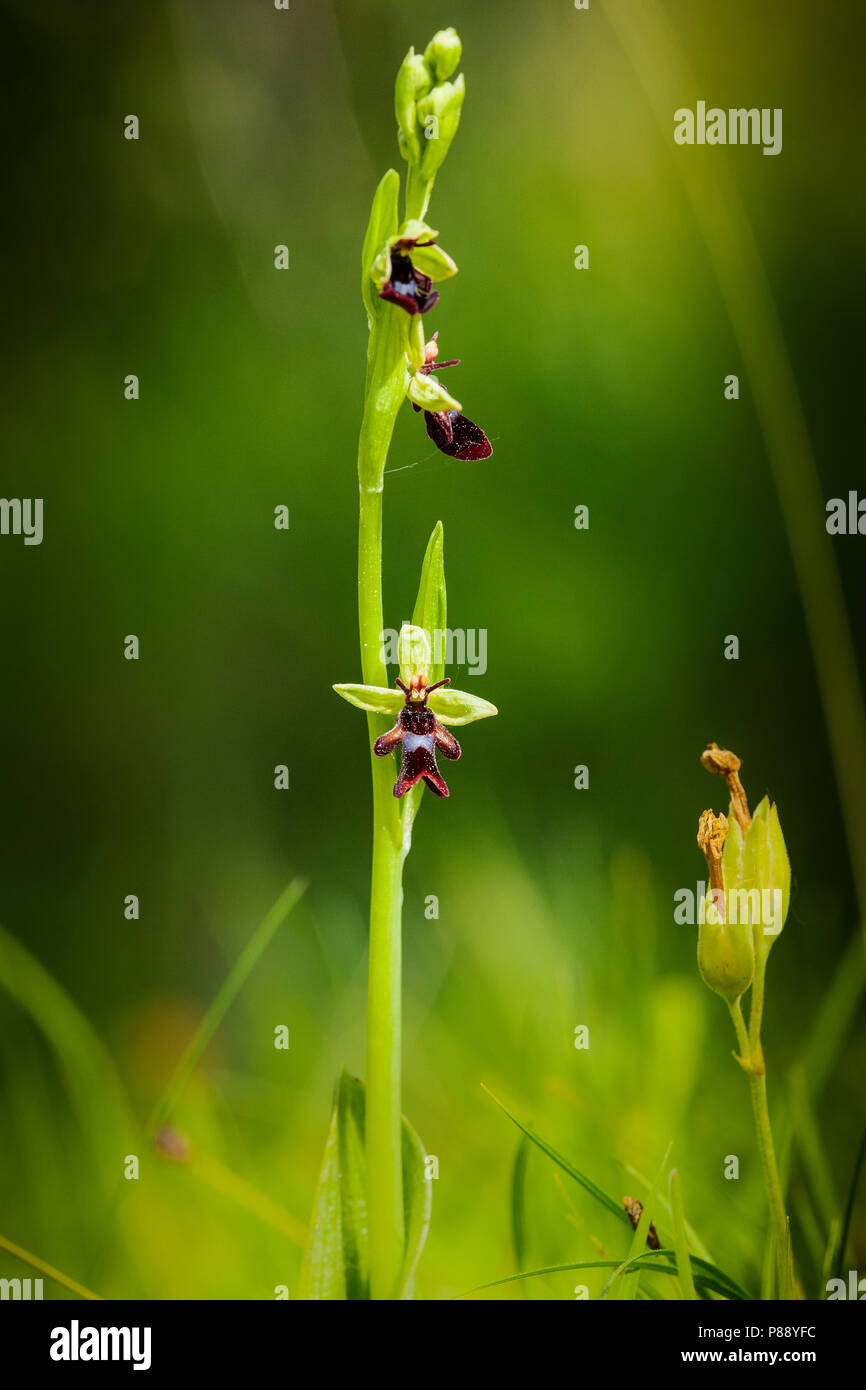 Vliegenorchis, Fly Orchid Stock Photo