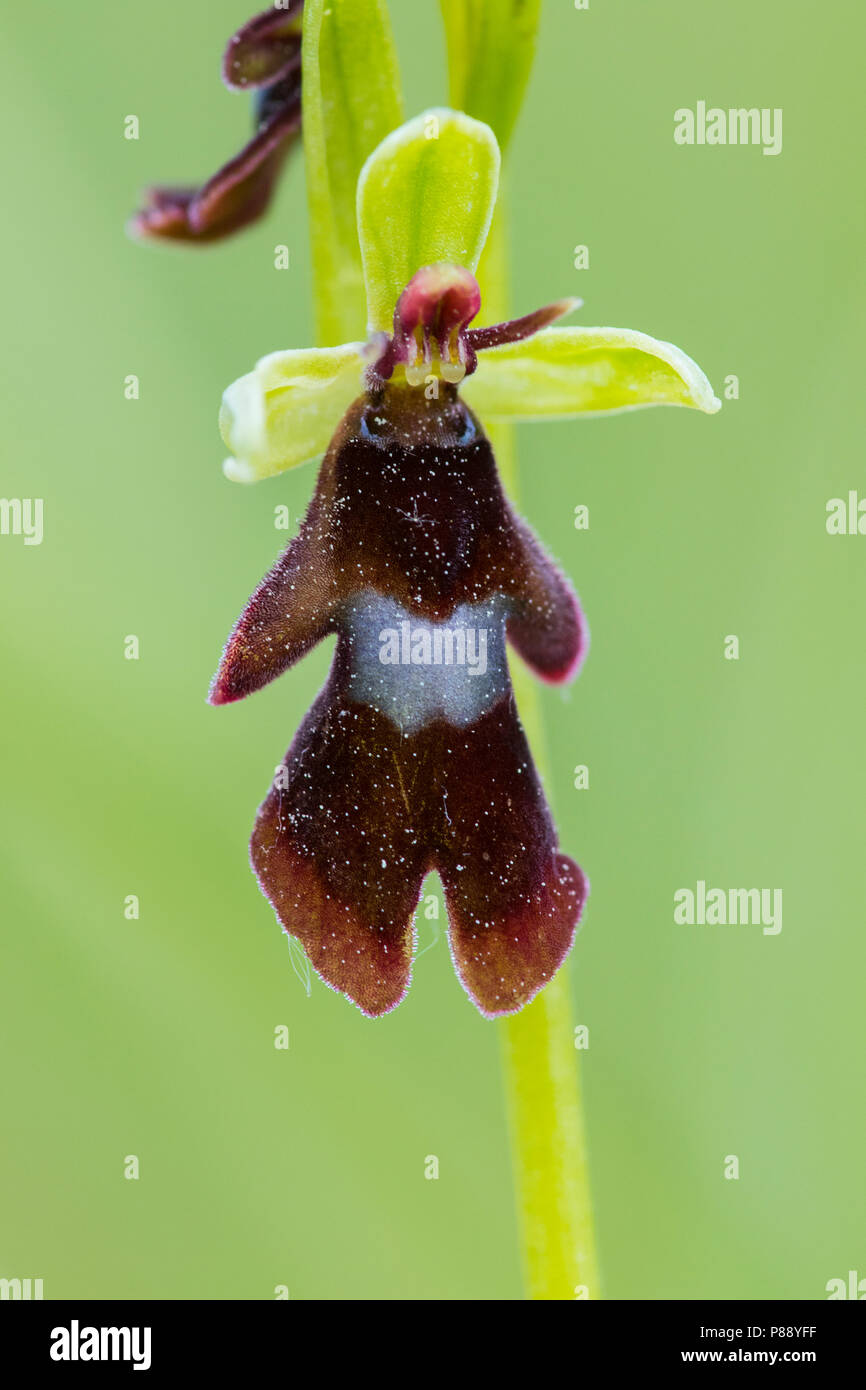 Vliegenorchis, Fly Orchid Stock Photo