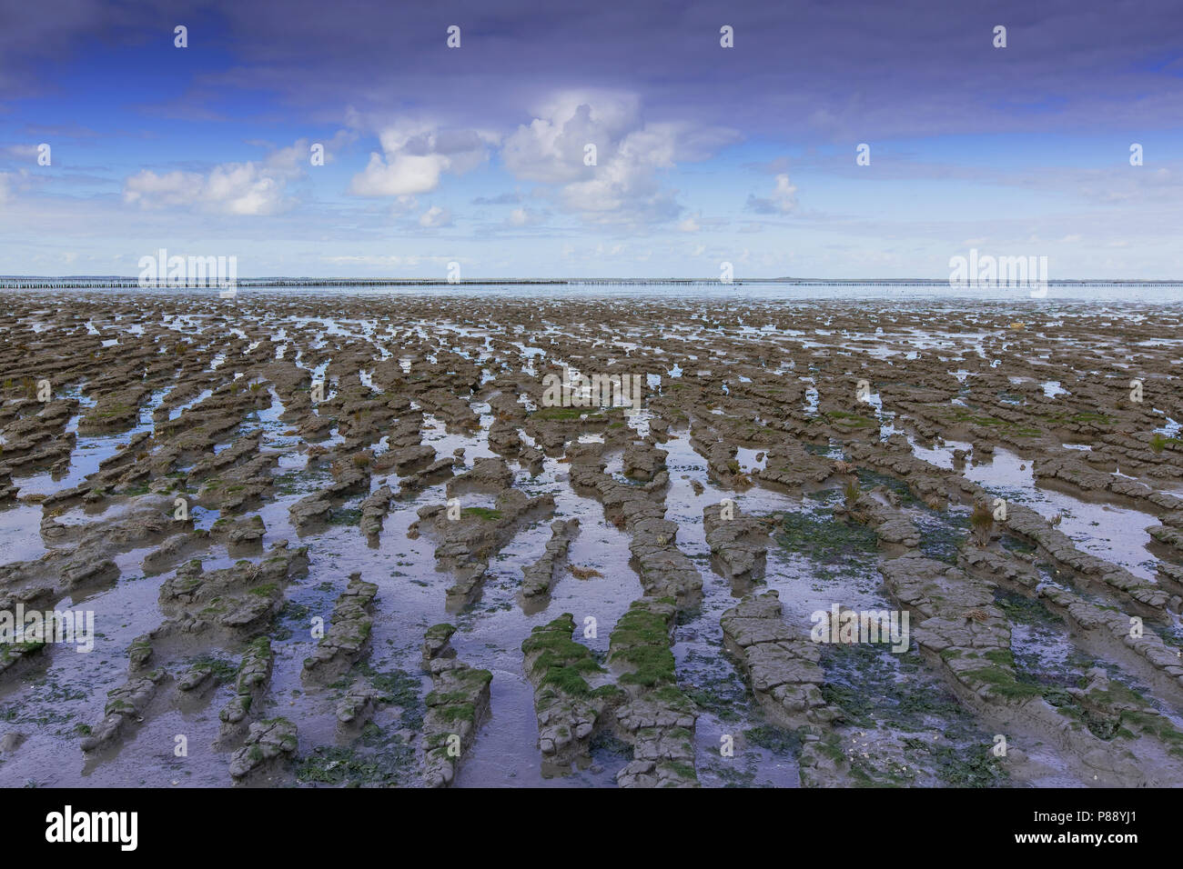 Waddengebied bij Ternaard, tidalflats at Ternaard Stock Photo