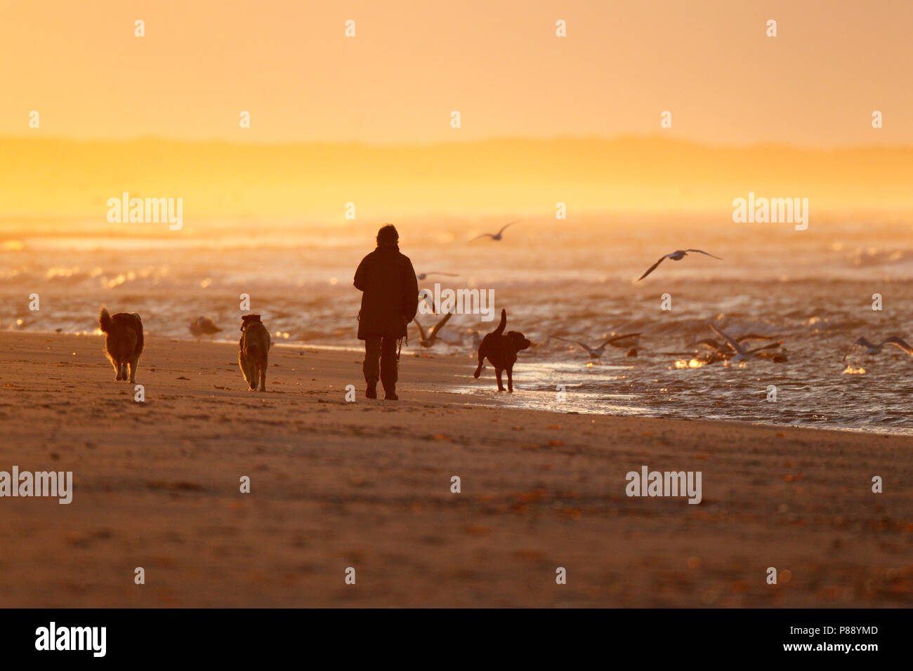 Wandelaars met hond aan zee en het strand bij gouden avondlicht van zonsondergang ; Walkers with dog along the shore, on the beach in golden light of  Stock Photo
