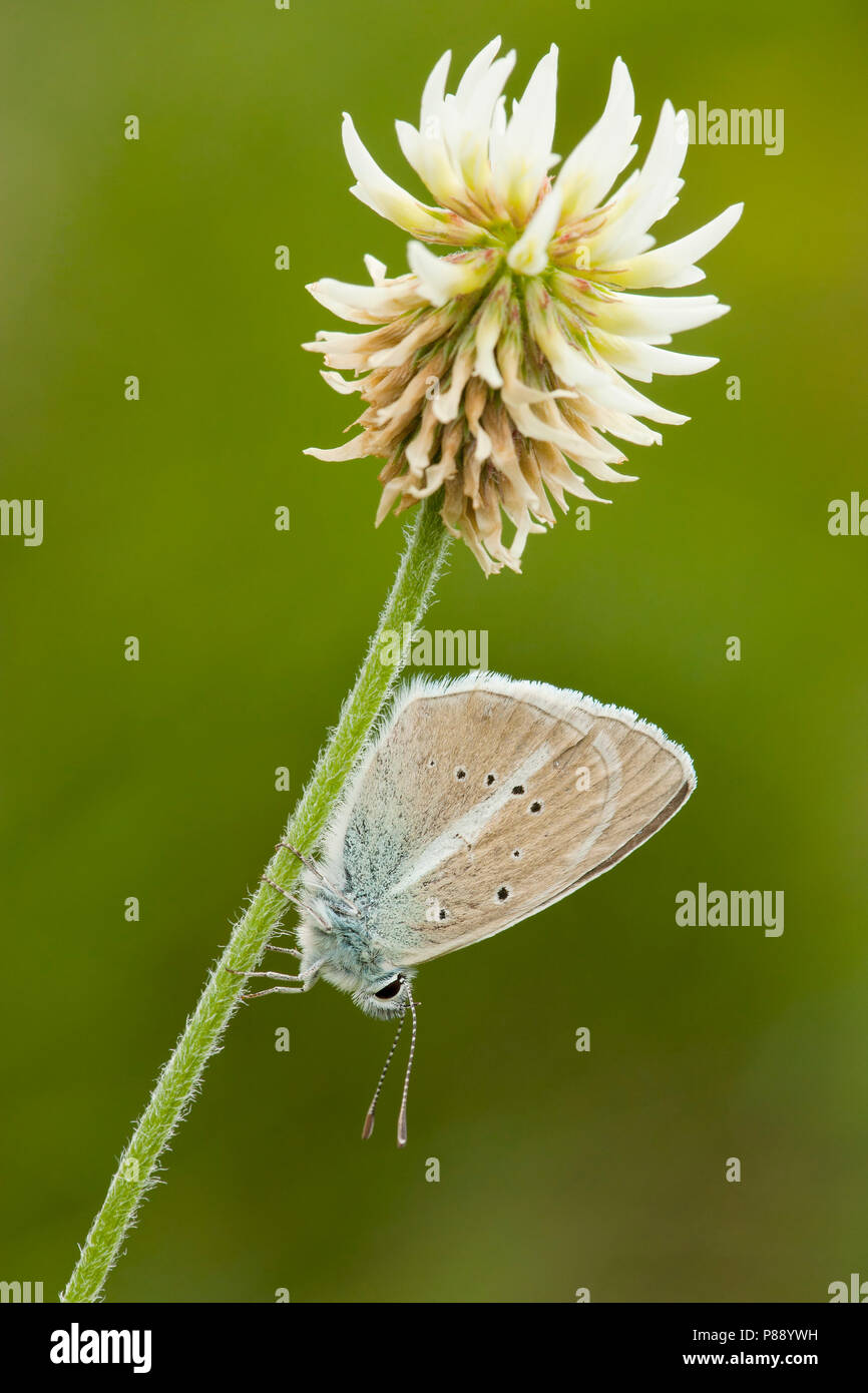 Witstreepblauwtje / Damon Blue (Polyommatus damon) Stock Photo