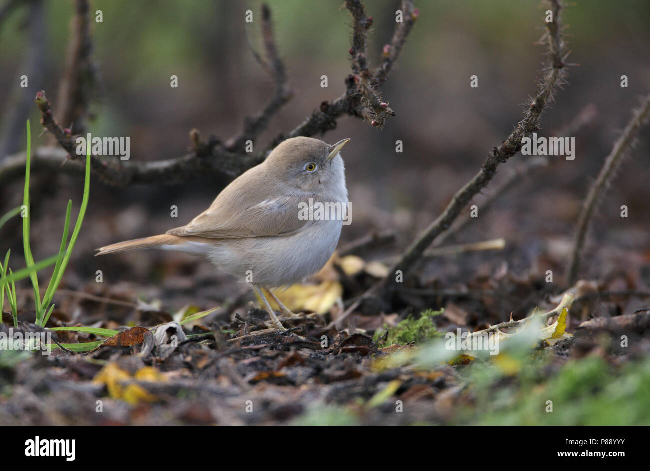 Rare vagrant Asian Desert Warbler (Sylvia nana) foraging on the ground on Terschelling, Netherlands Stock Photo