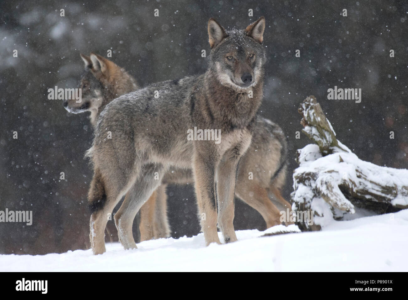 Wolf in snow covered forest in Poland Stock Photo