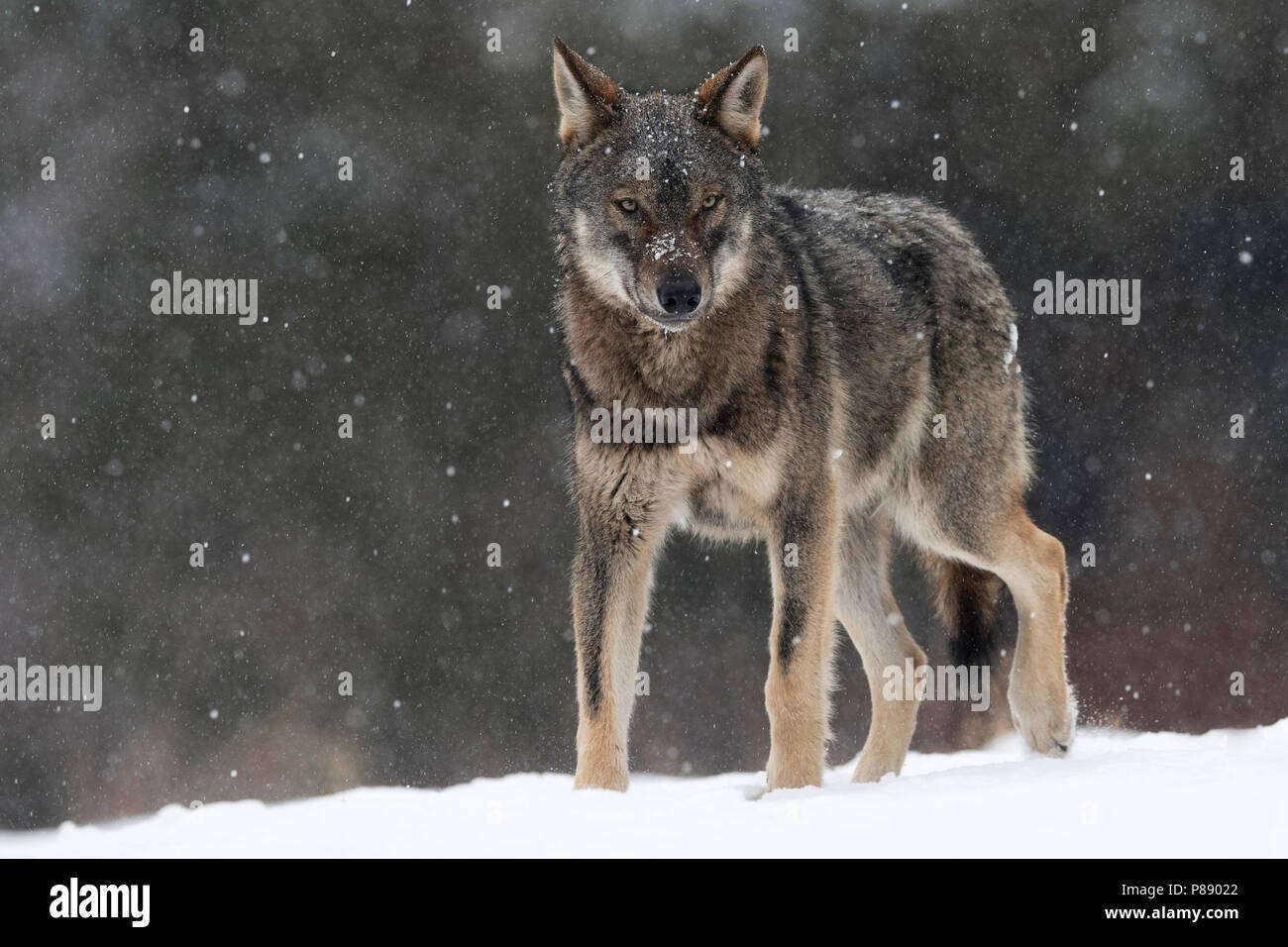 Wild European Wolf (Canis lupus) in snow covered Polen. Stock Photo
