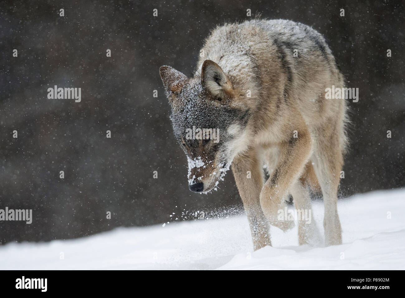 Wolf in snow covered forest in Poland Stock Photo