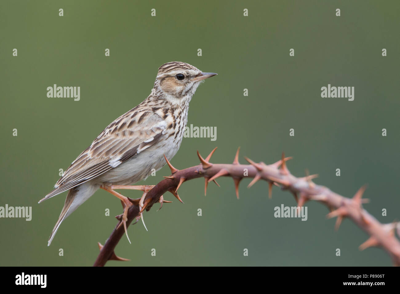 Wood Lark - Heidelerche - Lullula arborea ssp. pallida; Romania, adult Stock Photo