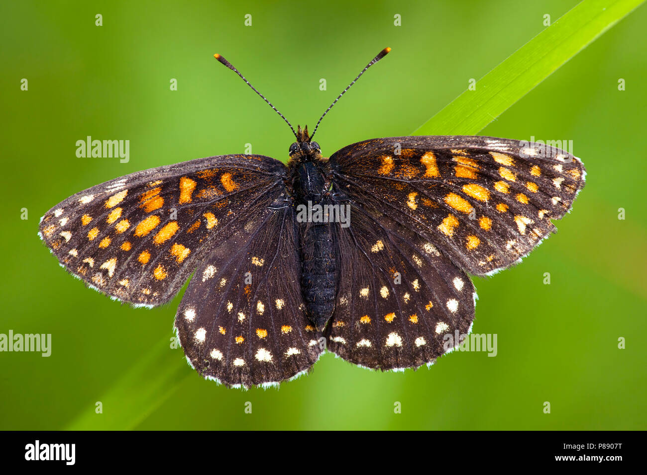 Woudparelmoervlinder / False Heath Fritillary (Melitaea diamina) Stock Photo