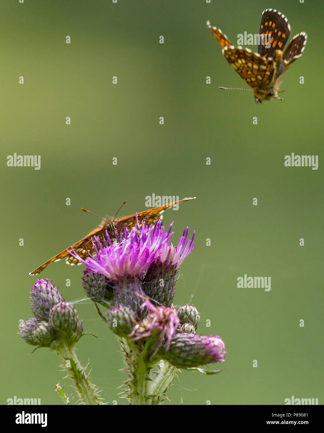 Woudparelmoervlinder / False Heath Fritillary (Melitaea diamina) Stock Photo