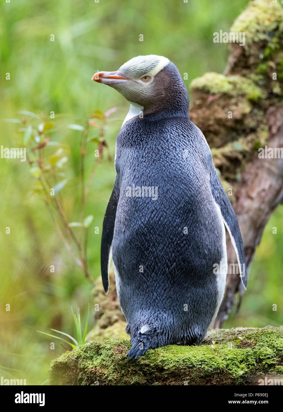 Yellow-eyed Penguin (Megadyptes antipodes) on Enderby Island, part of the Auckland Islands, New Zealand. Stock Photo