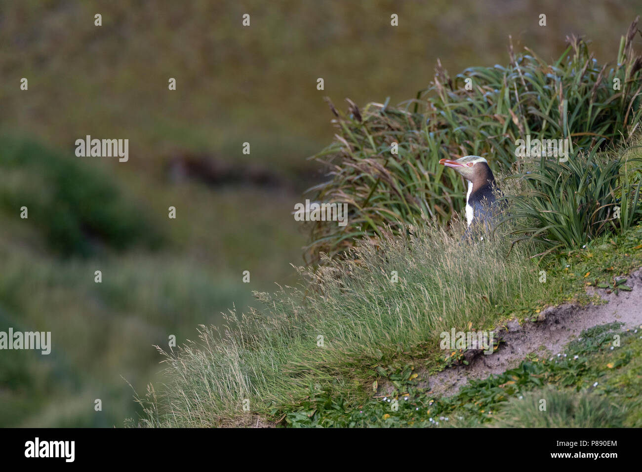 Yellow-eyed Penguin (Megadyptes antipodes) standing on a hill on Enderby Island, part of the Auckland Islands, New Zealand. Stock Photo