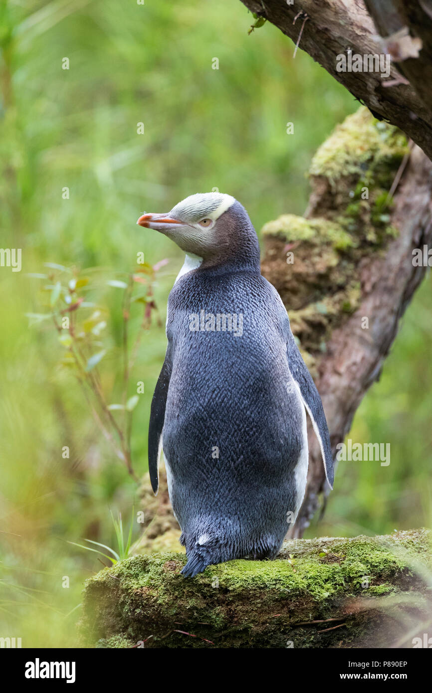 Yellow-eyed Penguin (Megadyptes antipodes) on Enderby Island, part of the Auckland Islands, New Zealand. Stock Photo