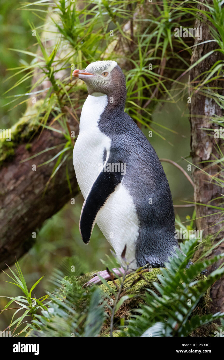 Yellow-eyed Penguin (Megadyptes antipodes) perched on a tree on Enderby Island, part of the Auckland Islands, New Zealand. Stock Photo