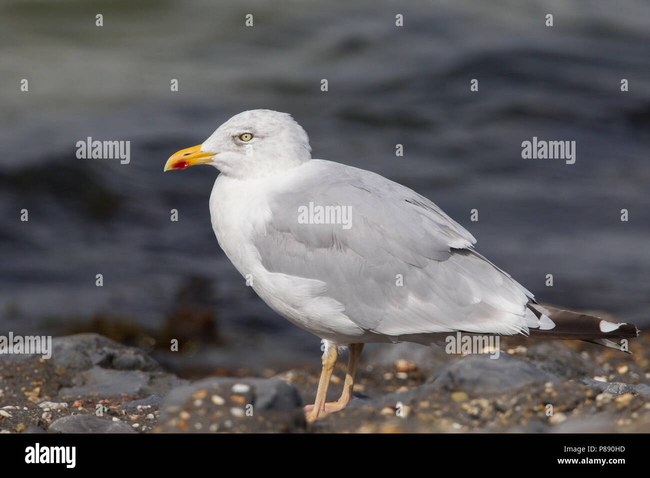 Geelpootmeeuw; Yellow-legged Gull; Larus michahellis Stock Photo