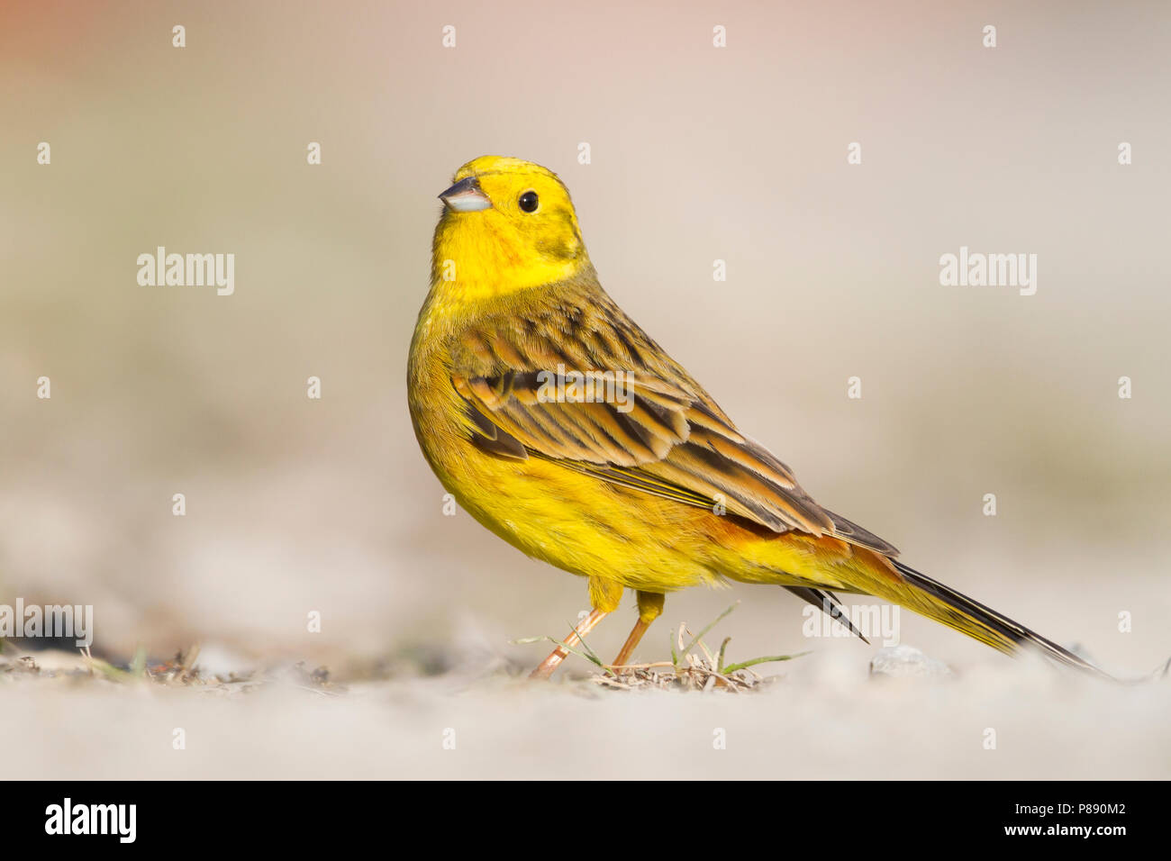 Yellowhammer - Goldammer - Emberiza citrinella ssp. citrinella, Germany, adult male standing on the ground Stock Photo