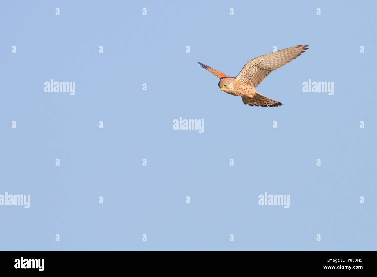Eurasian Kestrel hovering against blue Sky in the Netherlands Stock Photo