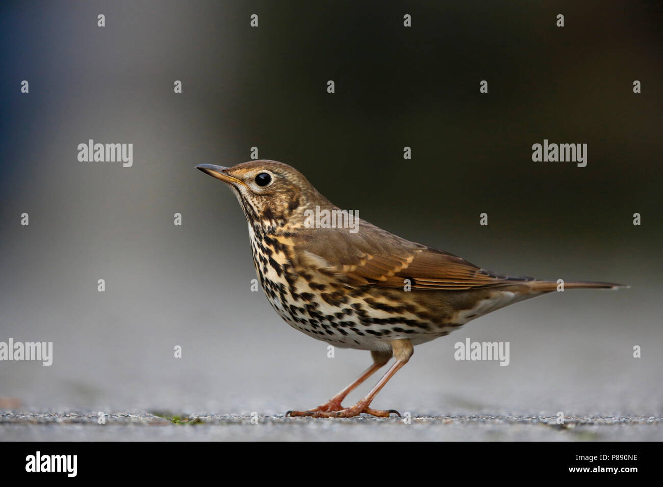Song Thrush in urban area in Netherlands Stock Photo