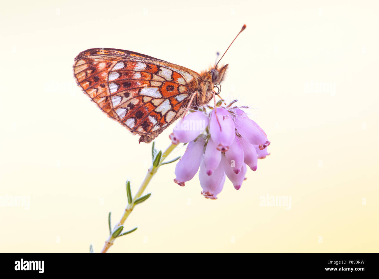 Small Pearl-bordered Fritillary (Boloria selene) resting with closed wings on a purple flower. Stock Photo