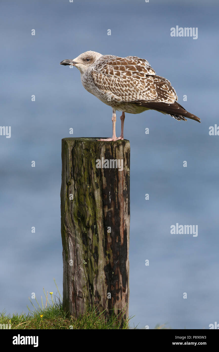 Immature European Herring Gull (Larus argentatus) perched Stock Photo