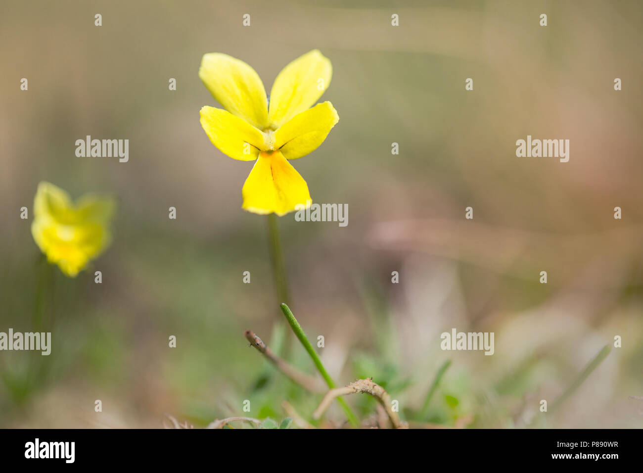 Detail van Zinkviooltje, Closeup of Mountain Pansy Stock Photo