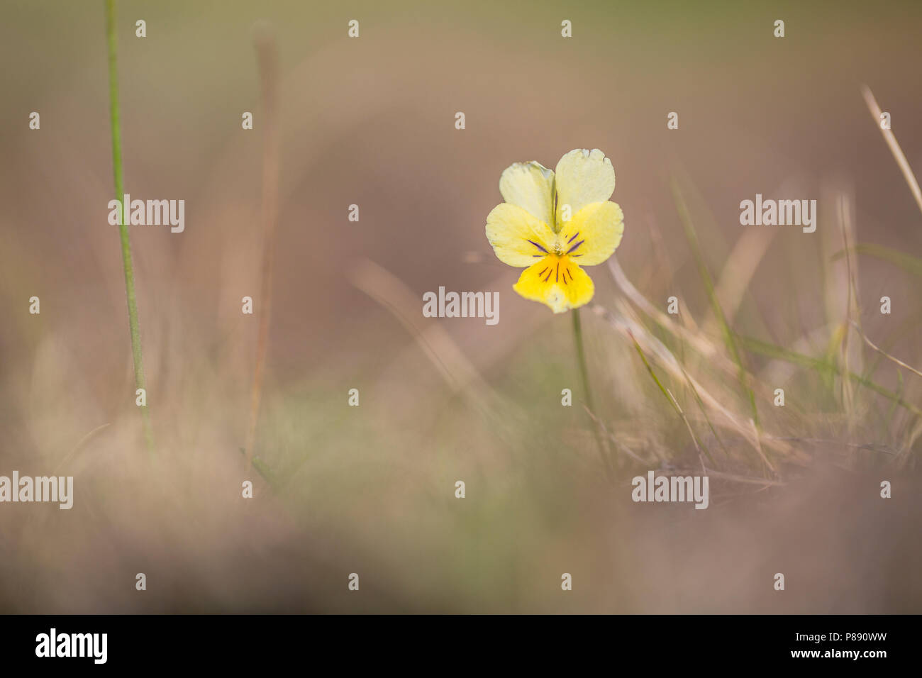 Detail van Zinkviooltje, Closeup of Mountain Pansy Stock Photo