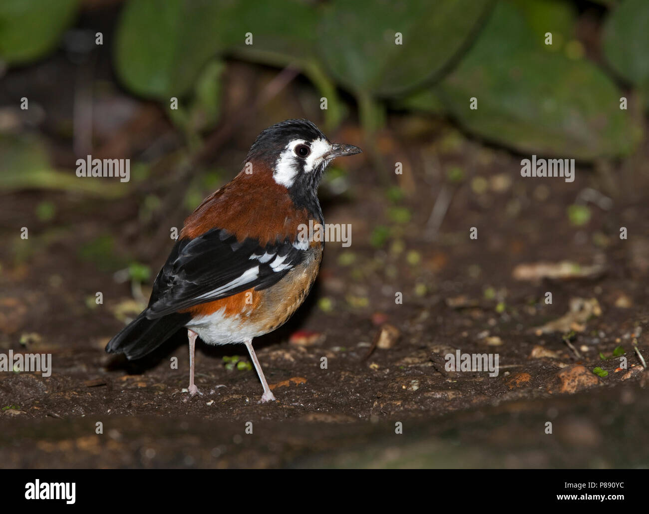 Chestnut-backed Thrush (Zoothera dohertyi), a ground thrush species endemic to Lombok, Timor and the Lesser Sunda Islands in Indonesia. Captive bird. Stock Photo