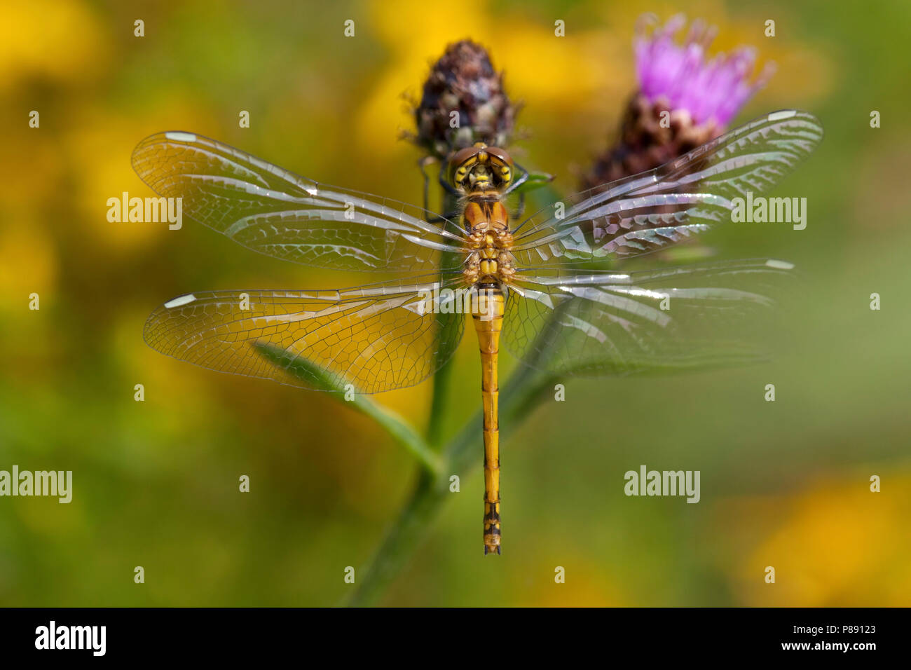 Onvolwassen Zwarte heidelibel; Immature Black Darter; Adult Black Meadowhawk Stock Photo