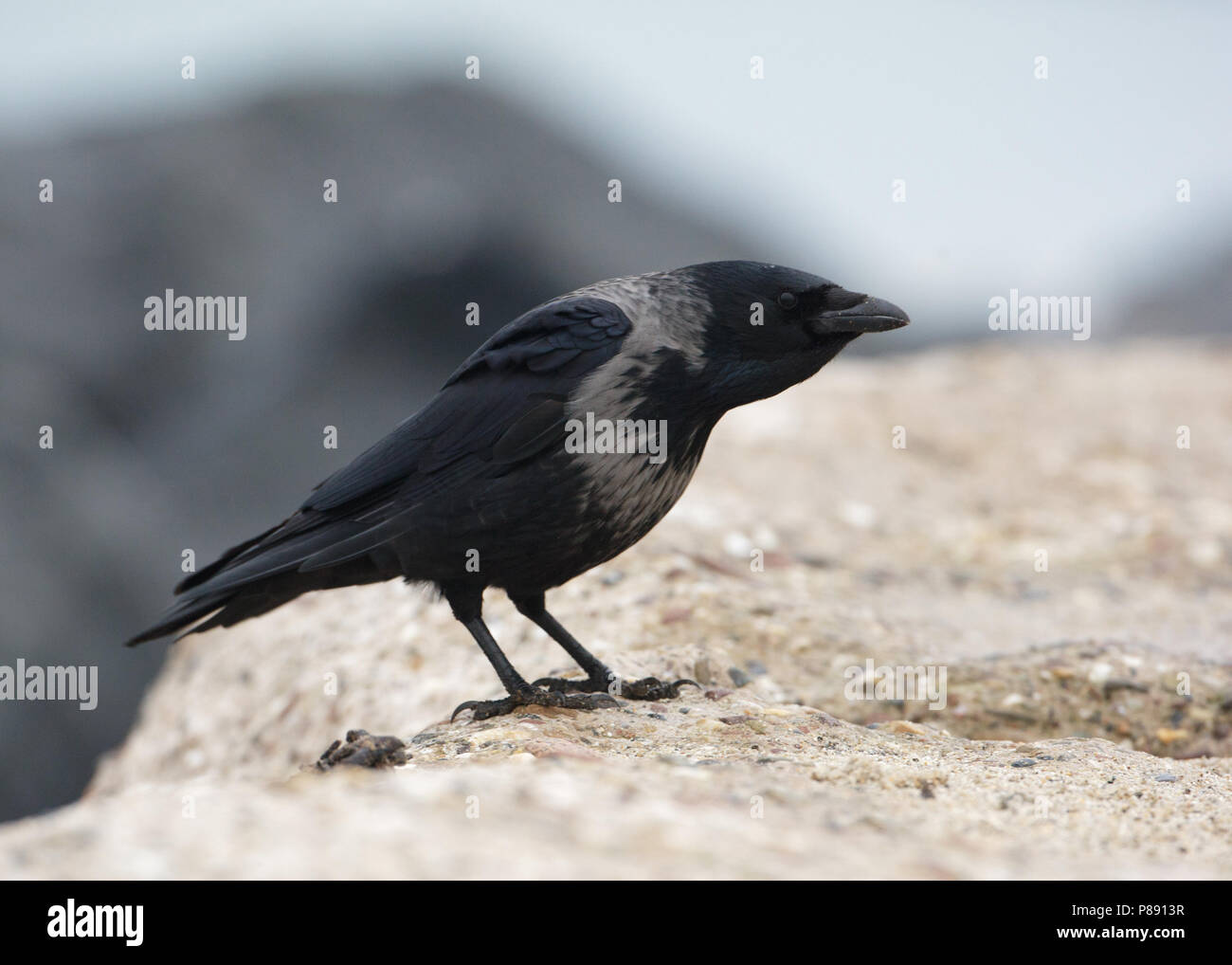Hybride Bonte Kraai x Zwarte Kraai zittend in zand; Hybrid Hooded Crow x Carrion Crow sitting in sand Stock Photo